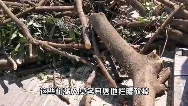 就算香樟树也不用拦腰砍断吧,成都300年古巷内桂花树全被砍,太可惜了