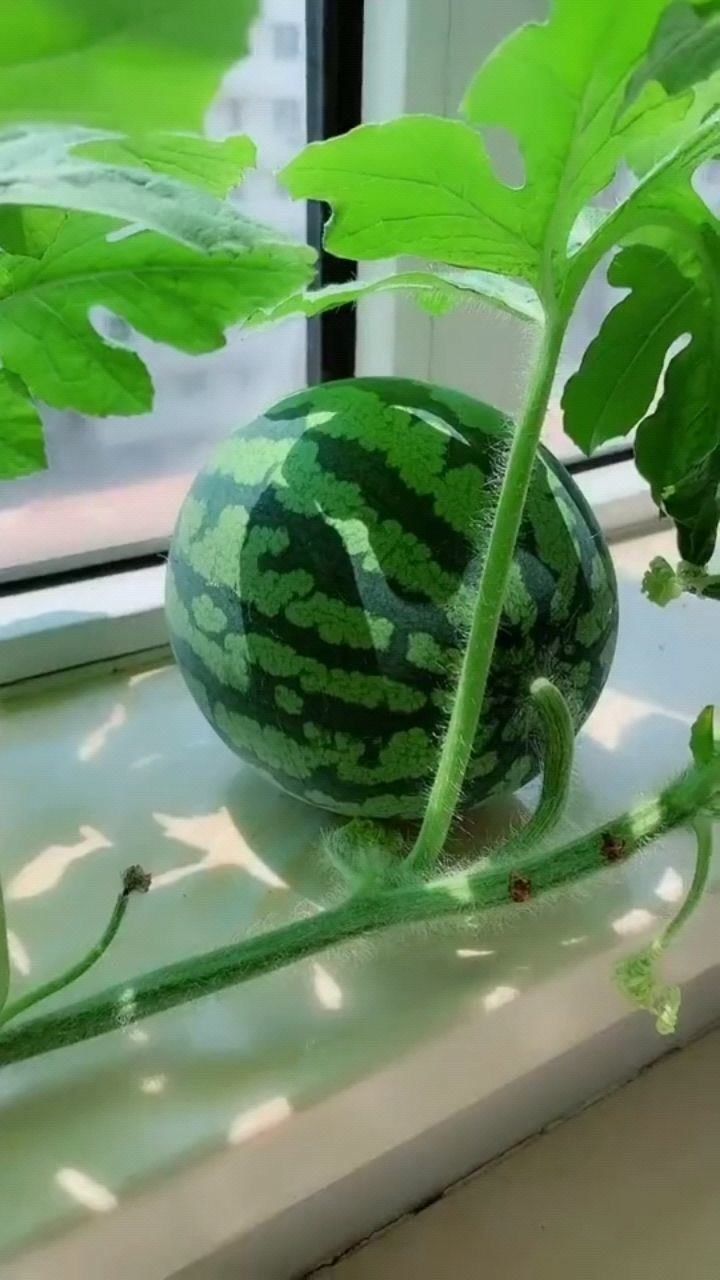 西瓜种植家庭版足足养了一年最后够谁塞牙缝的