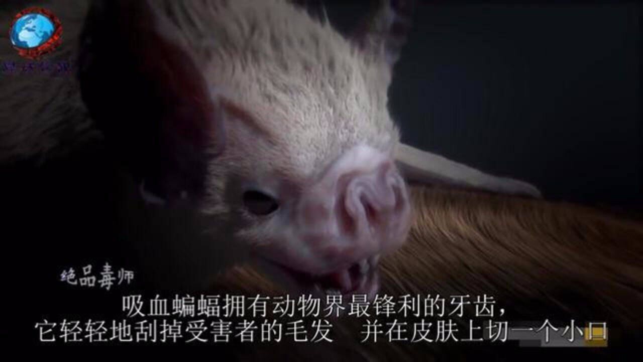 揭秘吸血鬼蝙蝠吸血30分钟不被注意靠吸食血液生存的哺乳动物