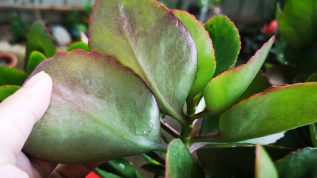 长寿花叶片为什么会发红发红了应该如何处理看完明白了