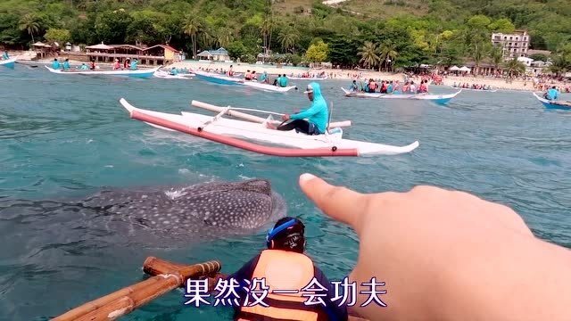 中国妹子差点摸到了鲸鲨!