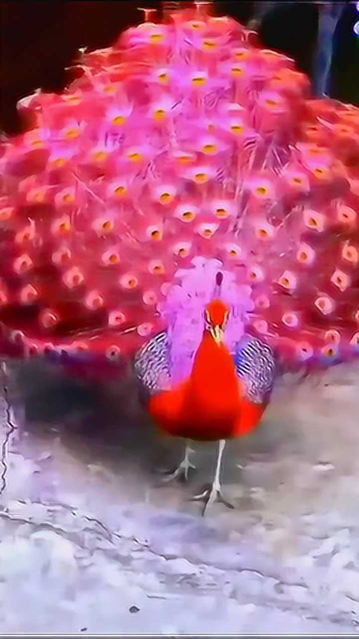 第一次看到红色的孔雀,开屏的那一刻美到窒息,真是活久见