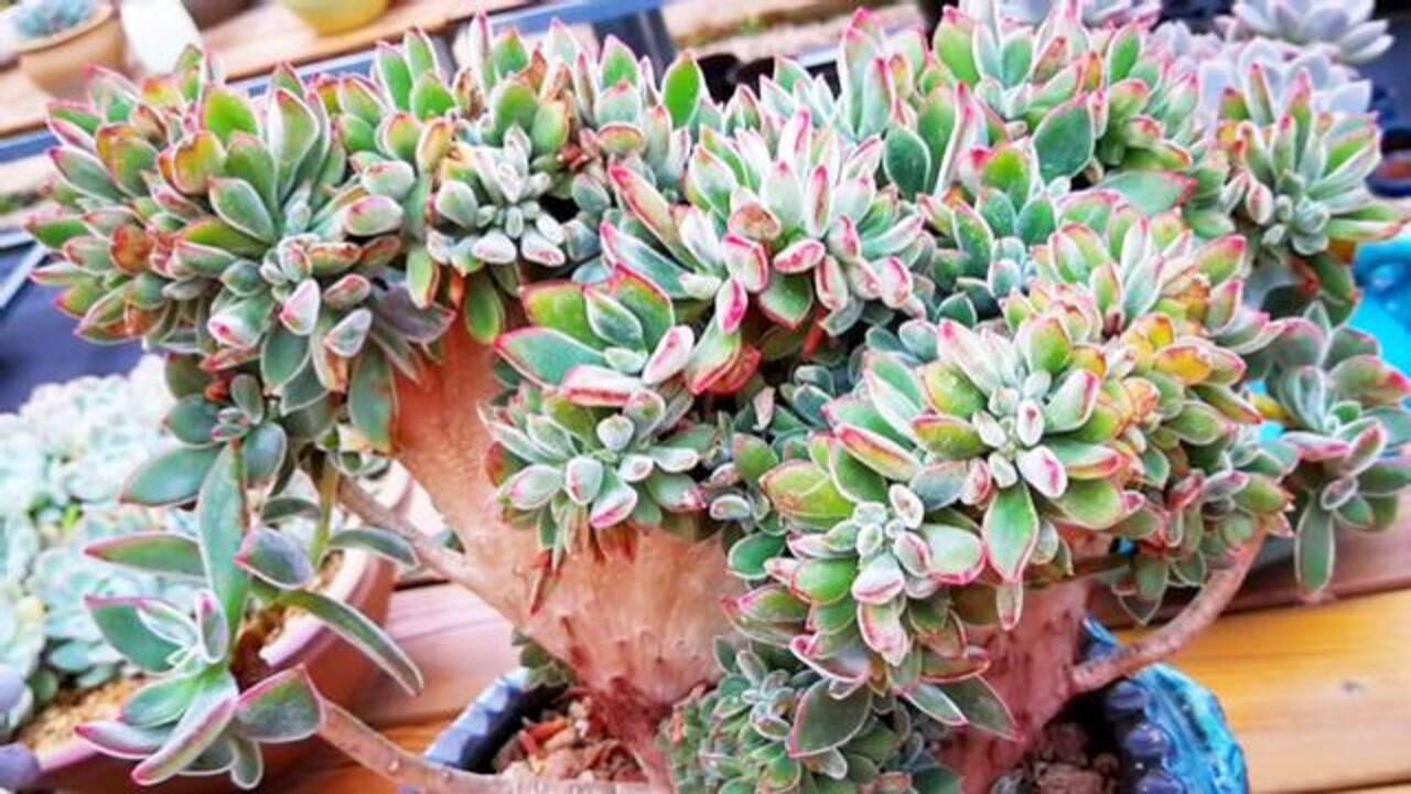 云南多肉植物欣赏:手掌型的锦晃星缀化老桩!