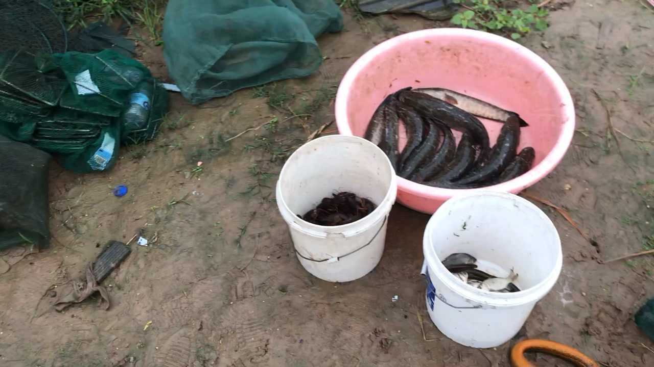 十个地笼收获十二条黑鱼贩子15元一斤收求关注