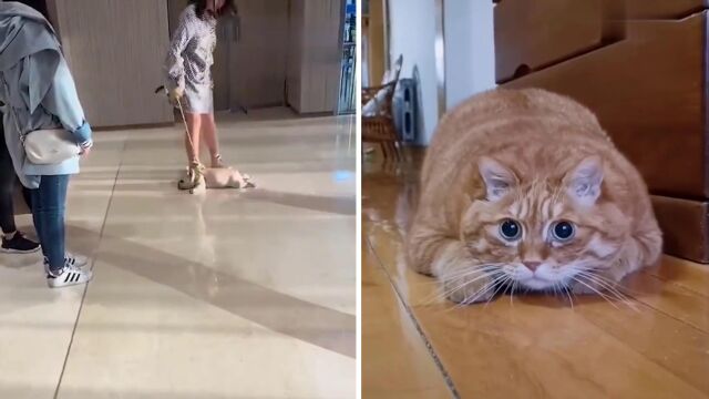 萌宠物猫咪搞笑视频合集18,可爱有趣和聪明的猫