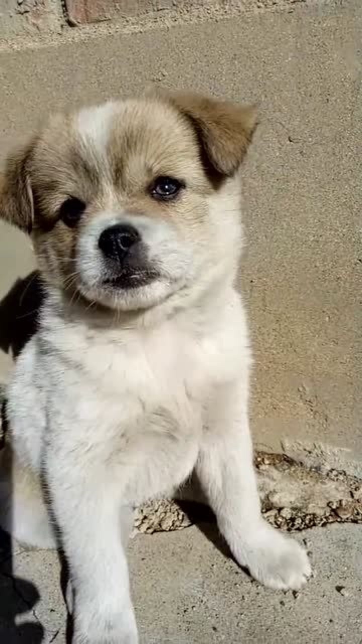 养了三天的小土狗无意间看到这表情它大概是想妈妈了吧