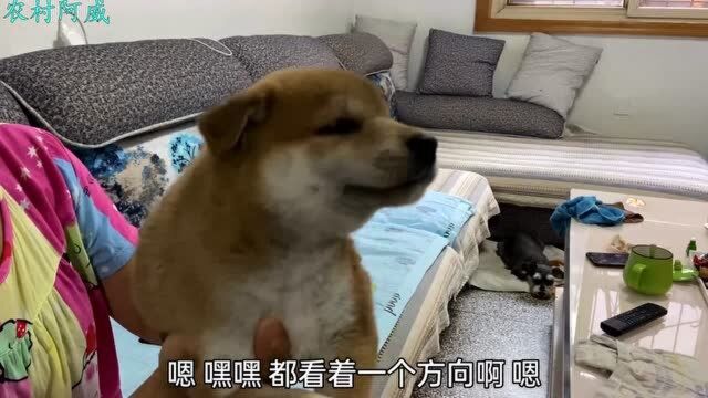 帮网友找了只奶狗柴犬,该如何分辨真假柴犬?大姐现场教学!干货