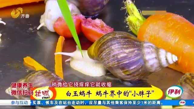 大哥养殖白玉蜗牛 是普通蜗牛好几倍大 变餐桌美味在法国供不应求