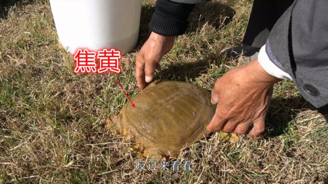 大爷黄河逮到8斤纯野生甲鱼,浑身焦黄太罕见,值1000块,发达了