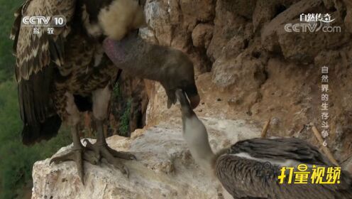 秃鹫是如何哺育幼鸟的？来看摄像机拍下的珍贵画面