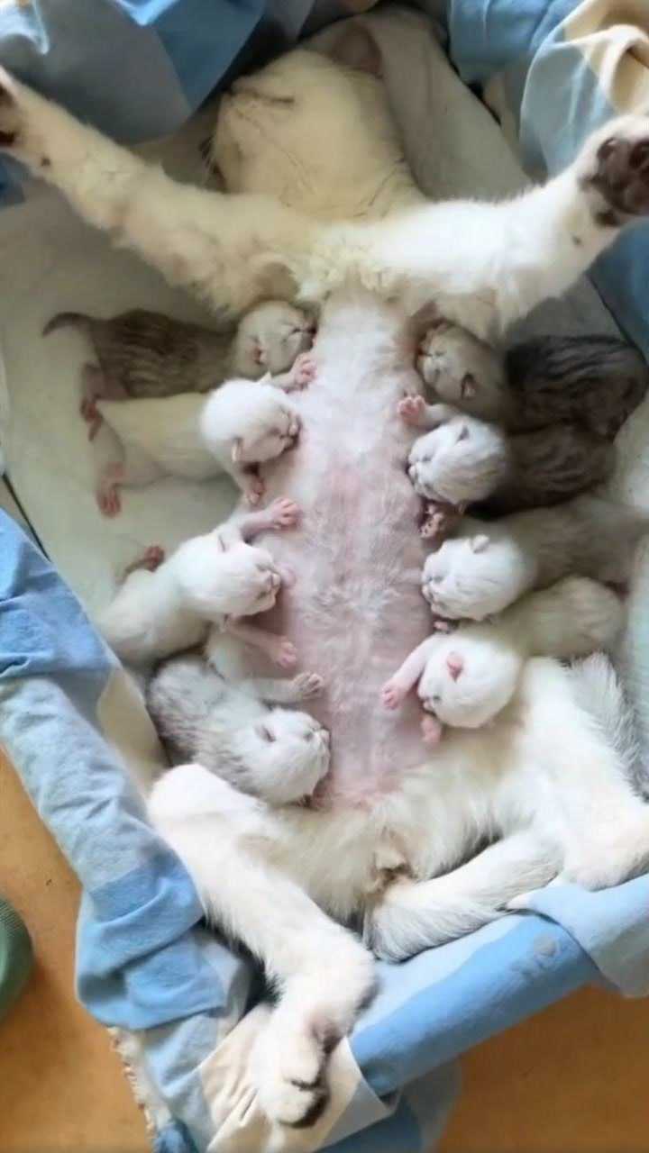 再多一只就没奶吃了#猫咪 #小奶猫 #猫咪吃奶 #生无可恋