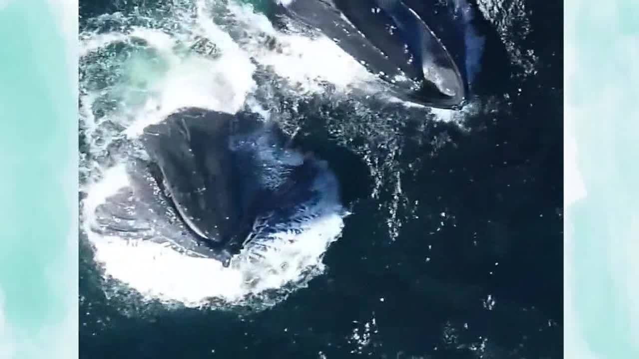 航拍深海鲸鱼鲸吞太震撼了深海恐惧症勿入