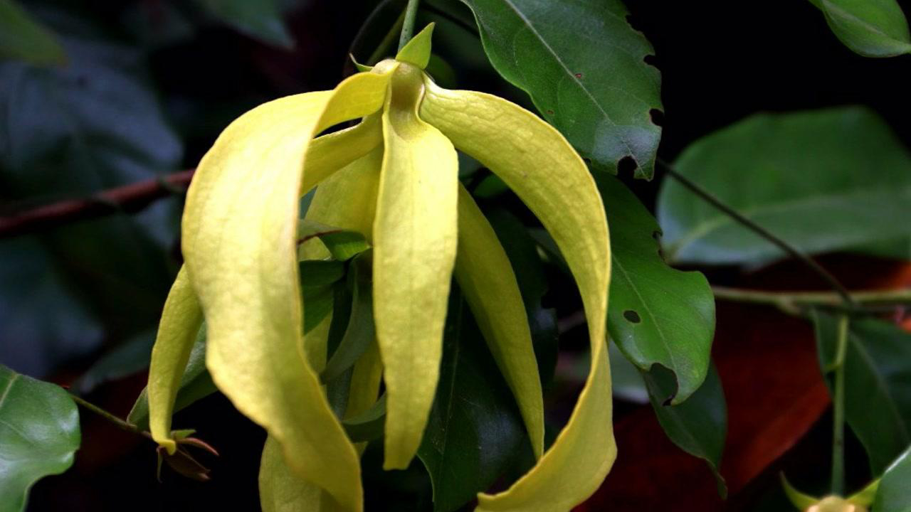 假鹰爪酒饼叶可祛风利湿化瘀止痛健脾和胃主风湿骨痛跌打损伤