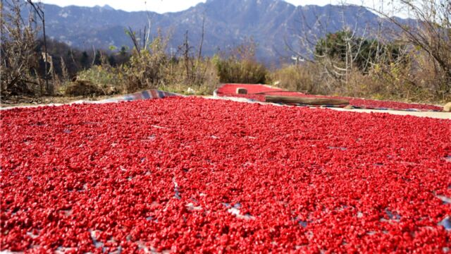 农村大娘家门口铺这红地毯,十几块钱一斤,你知道是啥宝贝