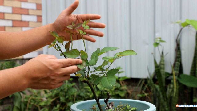 月季怕冷吗?花农告诉你答案,这个是“底线”