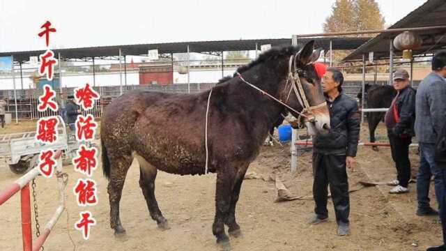 一千多斤重的大骡子,能下地干活还能骑,要价两万五,值不?