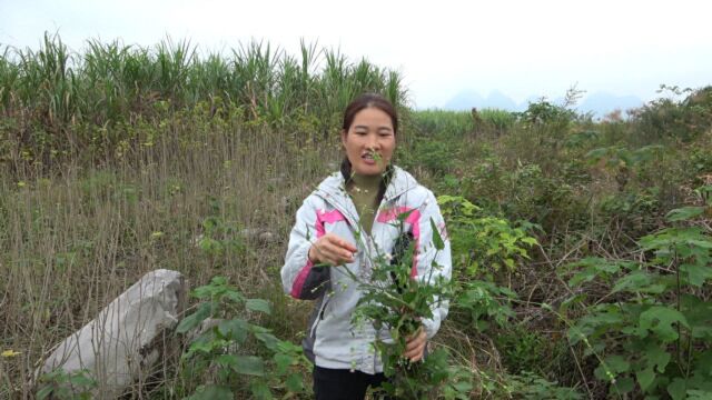 农村的“一点红”,既是野菜也是草药,清热解毒不错