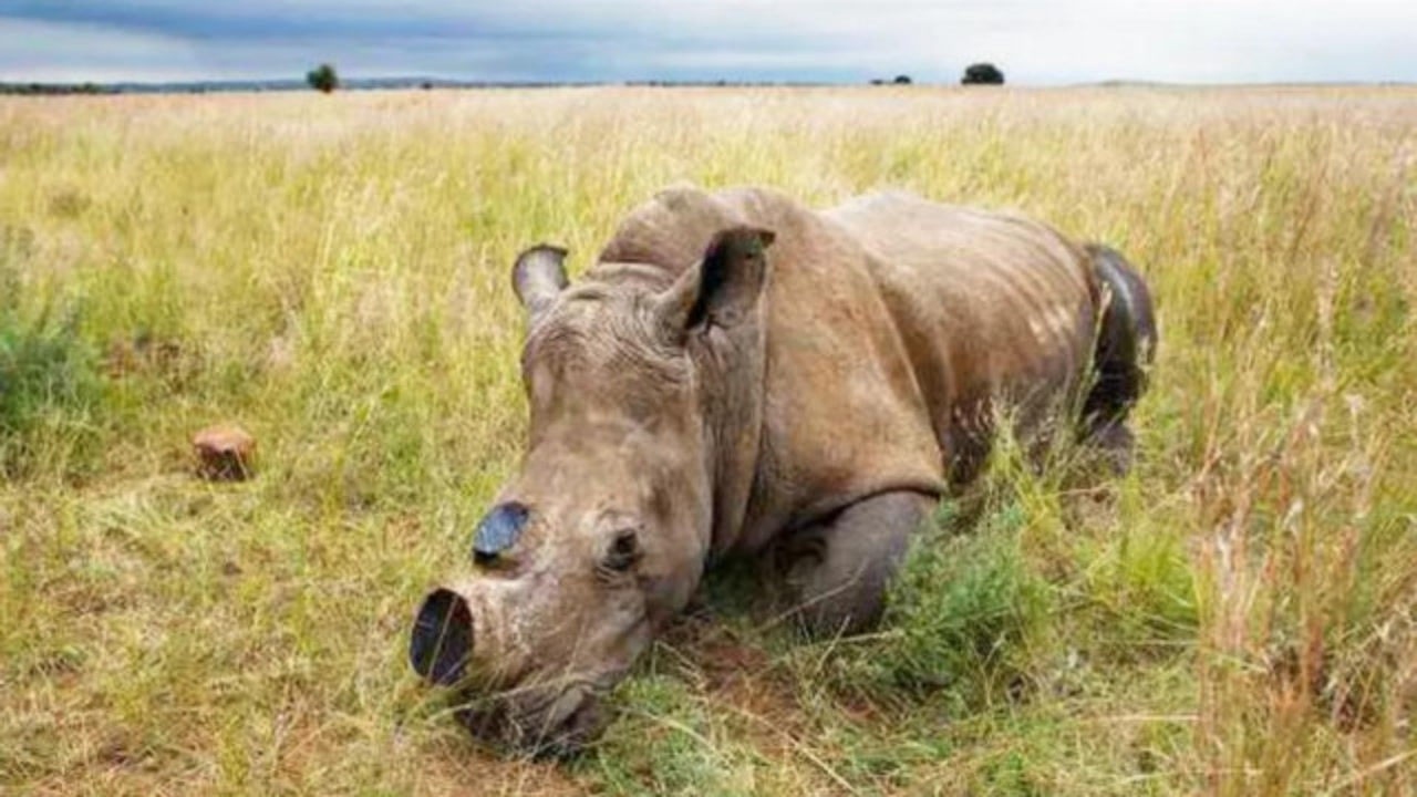 犀牛一觉醒来,发现角没了,犀牛:特么谁干的?