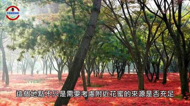 [生物放大镜]世界最巨大蜂巢背后的秘密