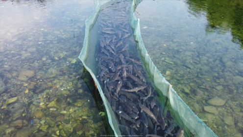 村民盲目利用溪流养鱼，不料后续发展越来越顺，2000多斤鱼根本不愁卖