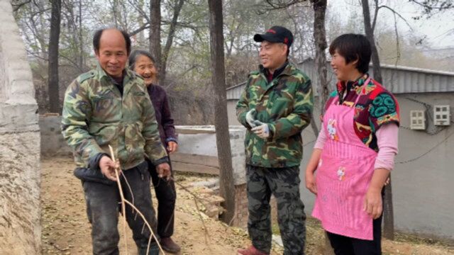 家里大猪转圈,80岁老娘也来帮忙,大妮高兴的要奖励肉包子吃