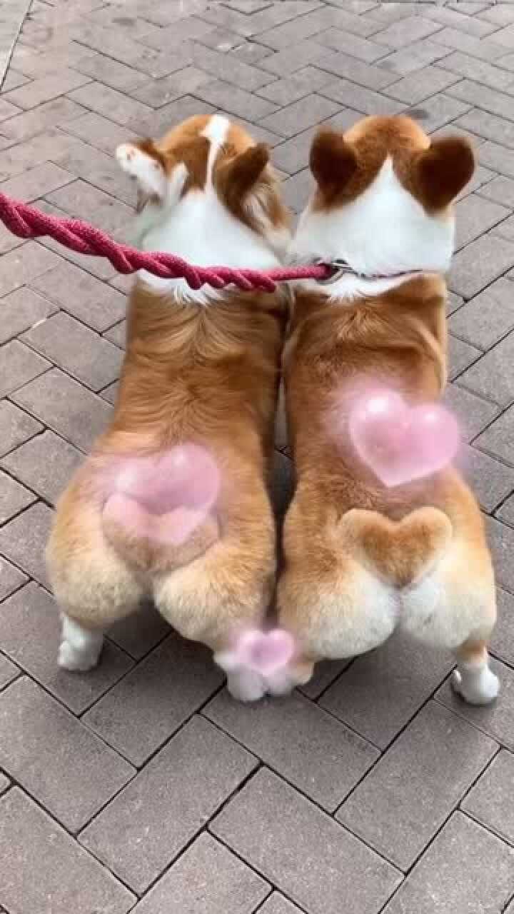 为什么要给柯基的屁股剪爱心,说出来你可能不信,真的可以脱单