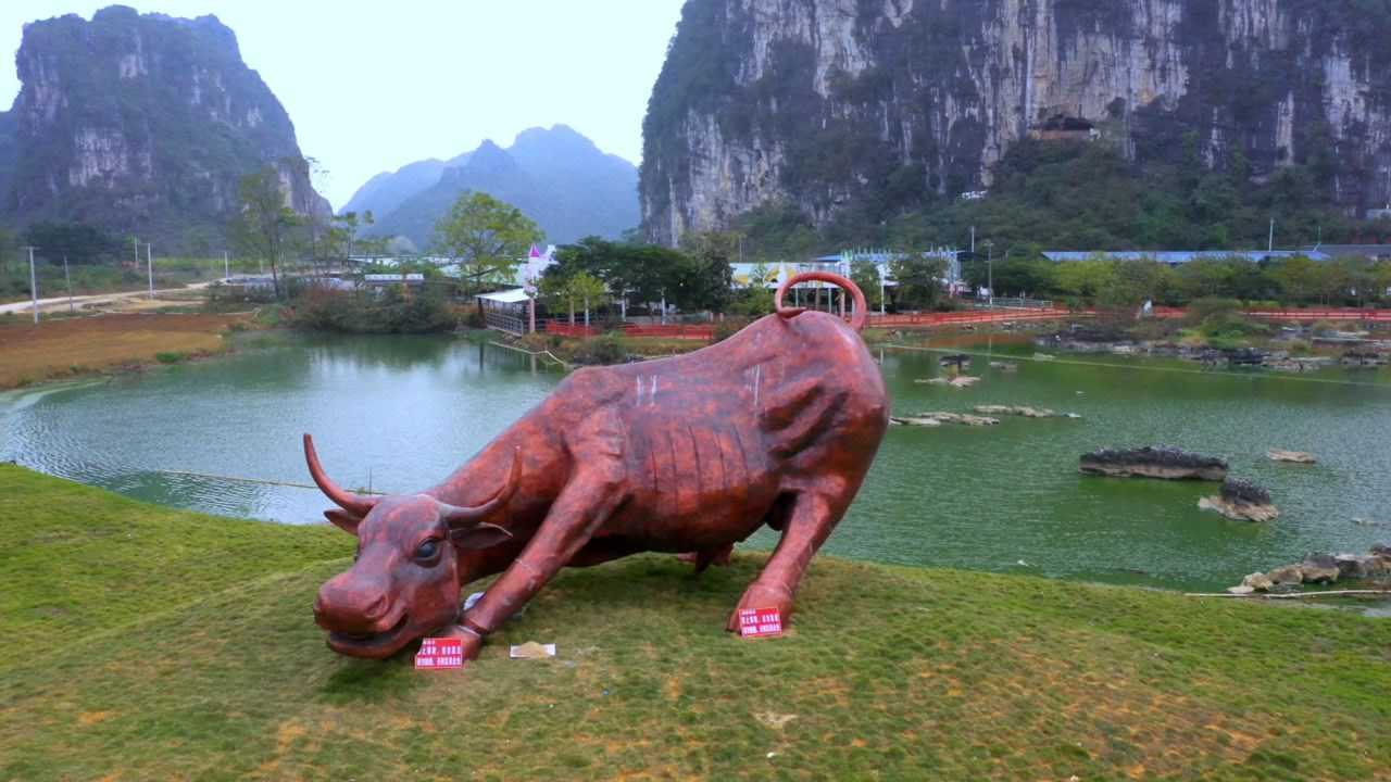 广西上林县壮乡山水牛西门塔尔牛利木赞牛场地