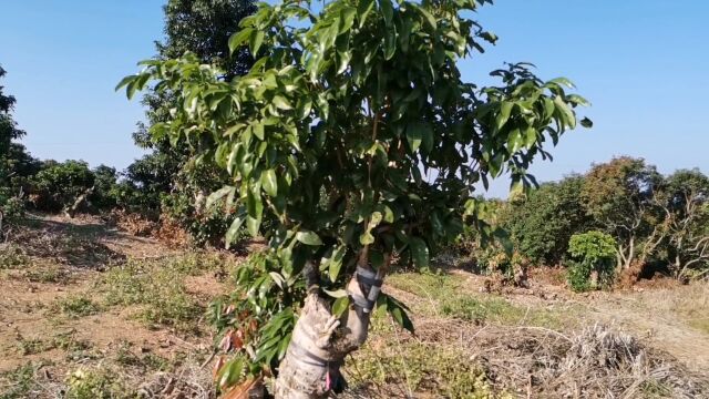 荔枝黑叶改接其他品种,比如冰荔,仙进奉,唐夏红等品种,成活率高