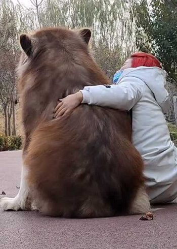 这么大的阿拉斯加犬,我还是第一次见,估计几个人都抱不起来