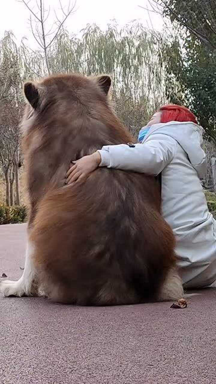 这么大的阿拉斯加犬,我还是第一次见,估计几个人都抱不起来