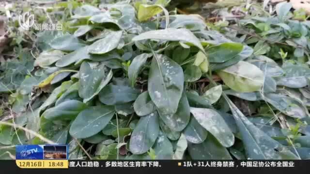 上海:郊区气温降至冰点 上周六已正式入冬