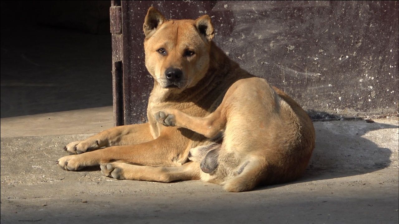 短尾巴狗叫什么犬图片图片