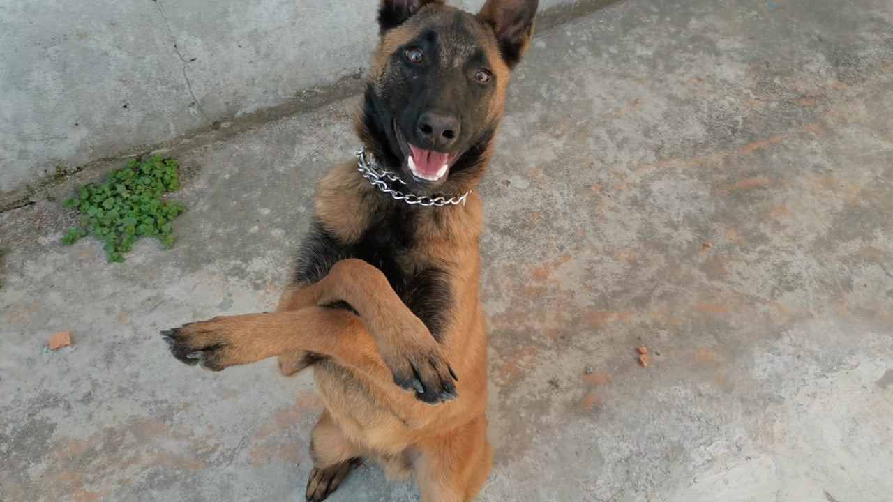 半岁的小马犬,忒别听话,可以跟警犬达到一个级别了