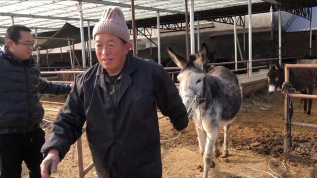 500斤老驴走路浮浮沉沉的,切开后酥烂掉渣不成形,这次可咋修?