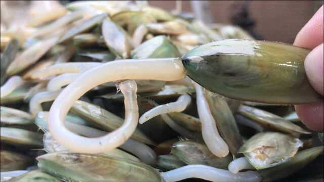 湛江的特色海鲜“海豆芽”,拿来煲汤特别营养,汤浓鲜香,少有