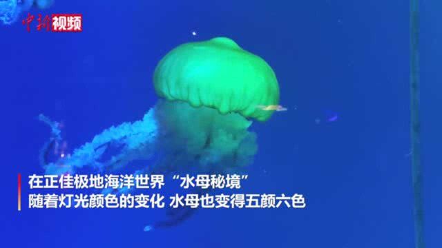 近距离拍“多彩”水母:像圆伞水中漂游