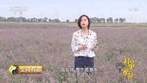 宁夏当地靠种植生命力顽强的紫花苜蓿草，实现脱贫致富