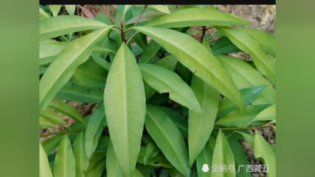 这种野生植物叫朱砂根,是一种中草药,来认识一下吧