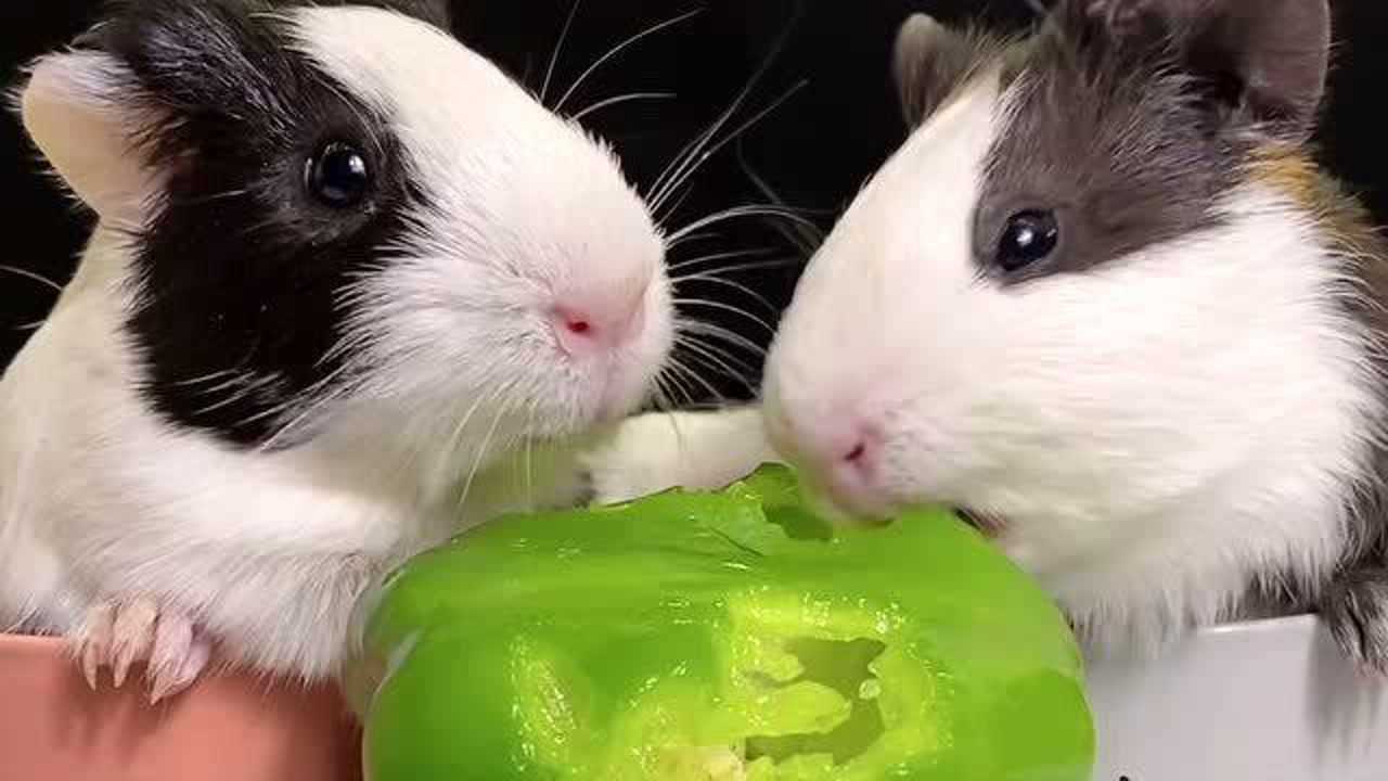 荷兰猪跟兔子吃一根草来看看谁吃的快