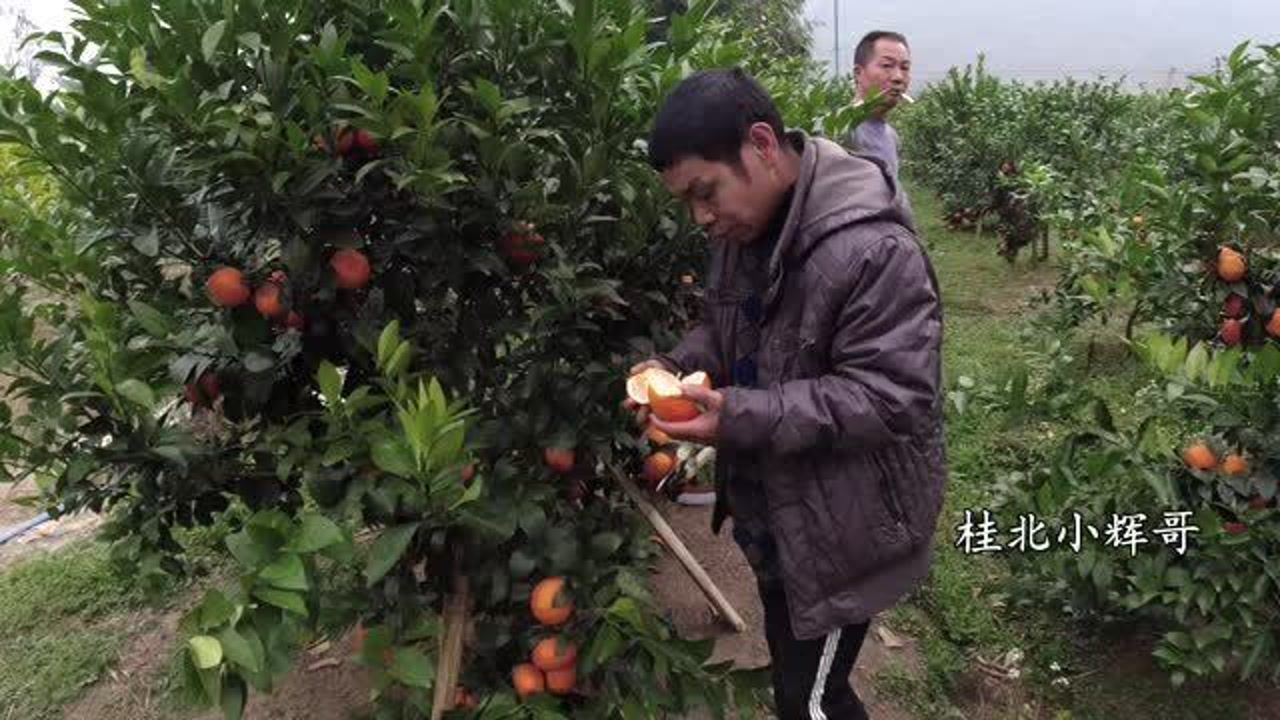 广西沃柑大丰收,小辉今天摘果,建鹏居然不敢吃原因很滑稽