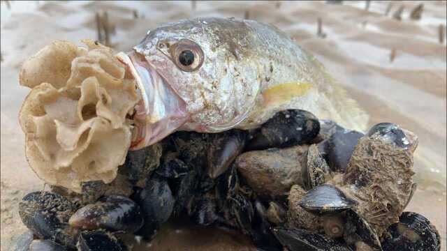 大海退潮后,这条搁浅的河豚花纹真漂亮