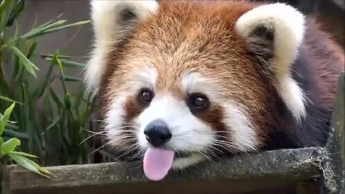 小熊猫.吐舌头犯规了啊,葡萄一样圆溜又亮晶晶的眼睛,美貌可爱