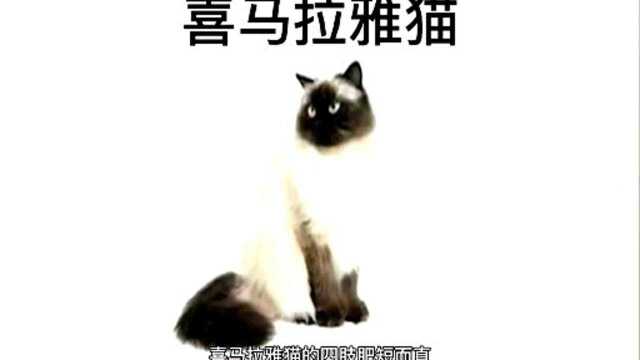 每日一猫之——喜马拉雅猫