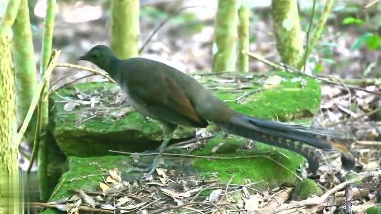 口技之王琴鸟的现场表演,这样的叫声把我折服了