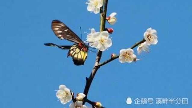 饶平联饶有条赏梅花大道,梅花盛开香飘大道