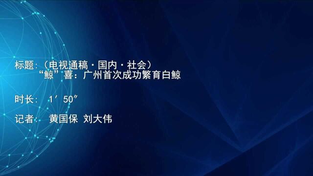 (电视通稿ⷥ›𝥆…ⷧ侤𜚩“鲸”喜:广州首次成功繁育白鲸