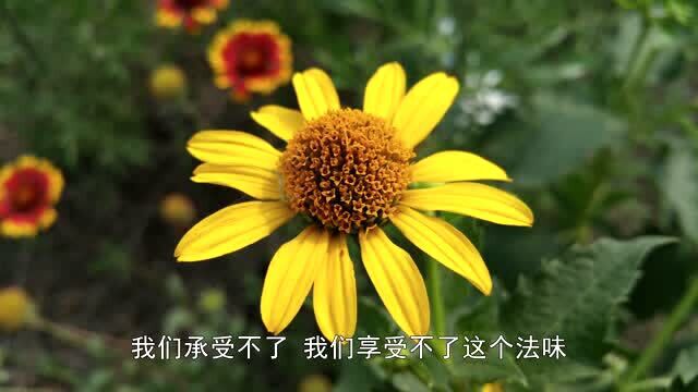 [我们需要佛法]字幕版悟光法师开示