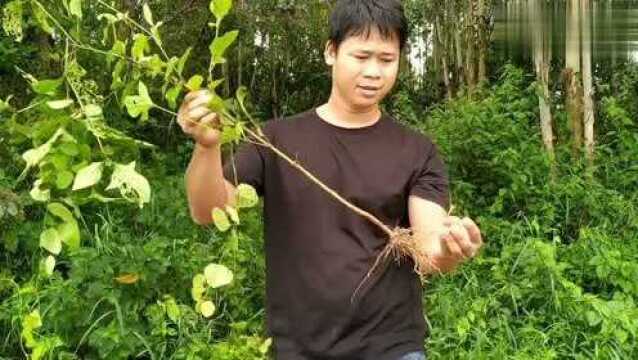 磕碰受伤植物牛漆来祛瘀,它的果实拿来玩,即好玩又害怕还刺激