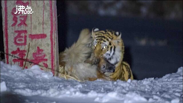 实拍野生东北虎一跃而起咬住村民护院狗 摄影师和老虎仅有七八米