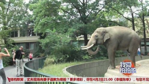 又萌又皮的大象戏耍游客，一次喷水让游客都愣住了